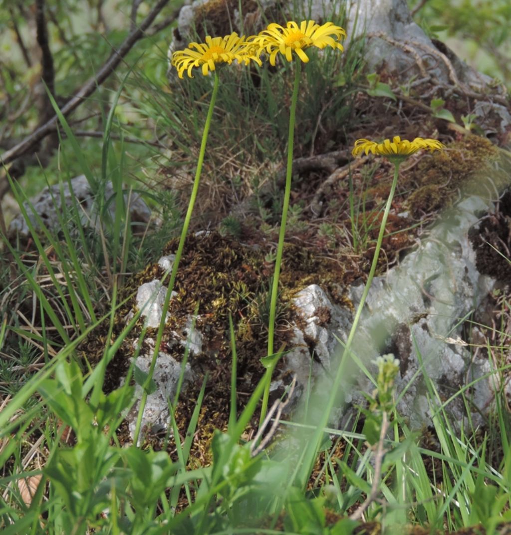 fiore molto alto - Doronicum sp.